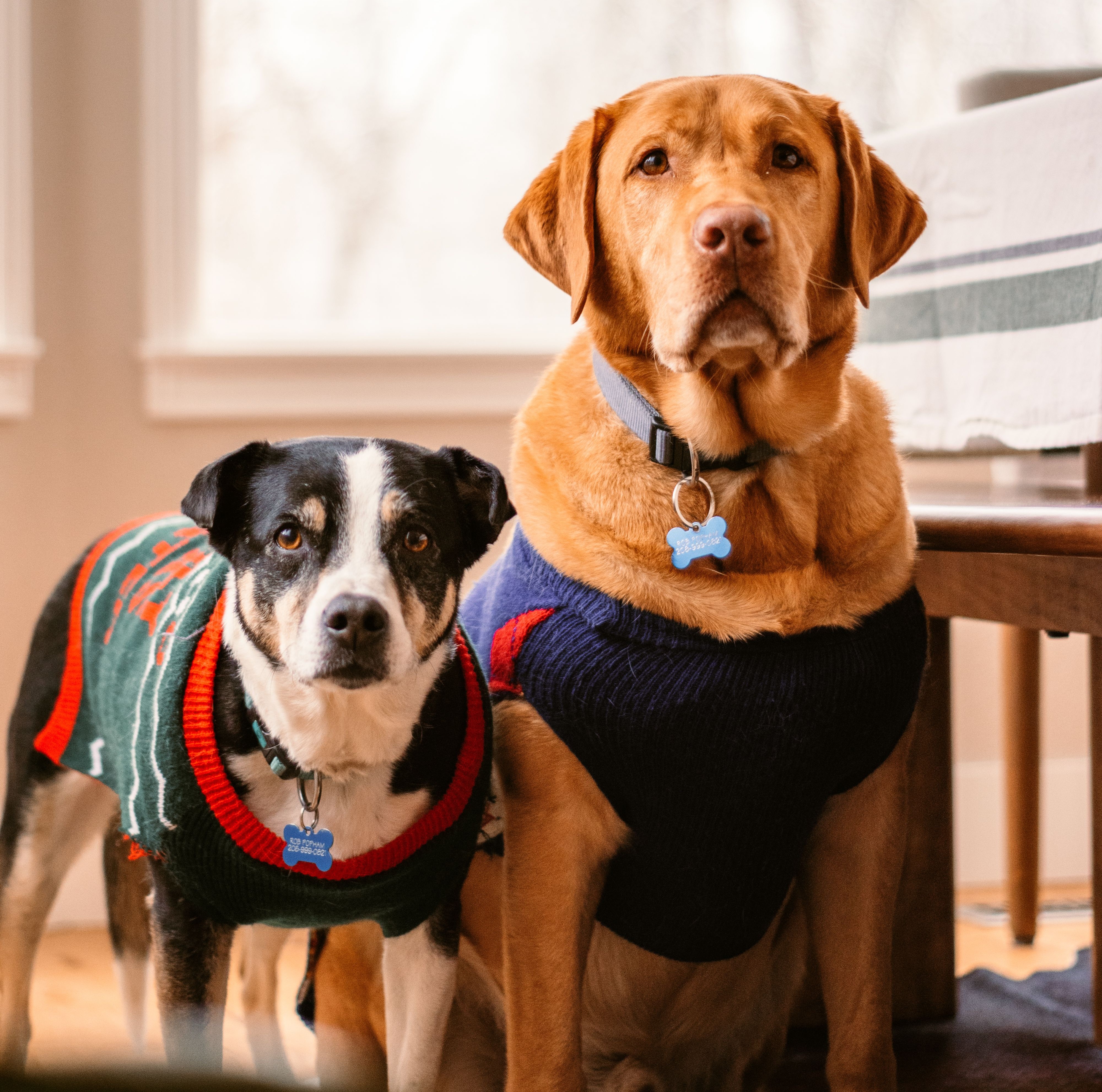 Why Pet Owners Choose Waggin Warehouse