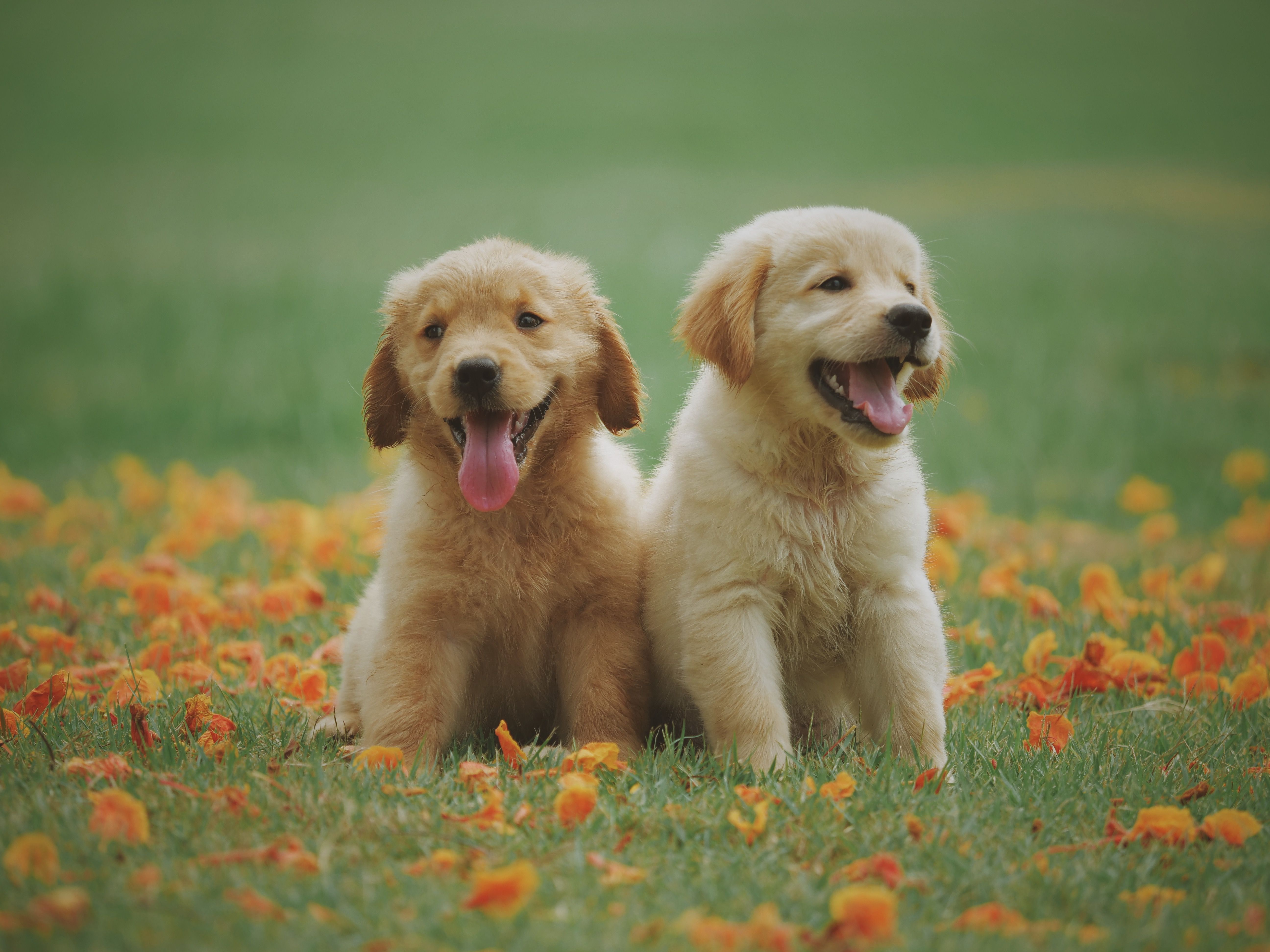 Celebrate With Your Pet