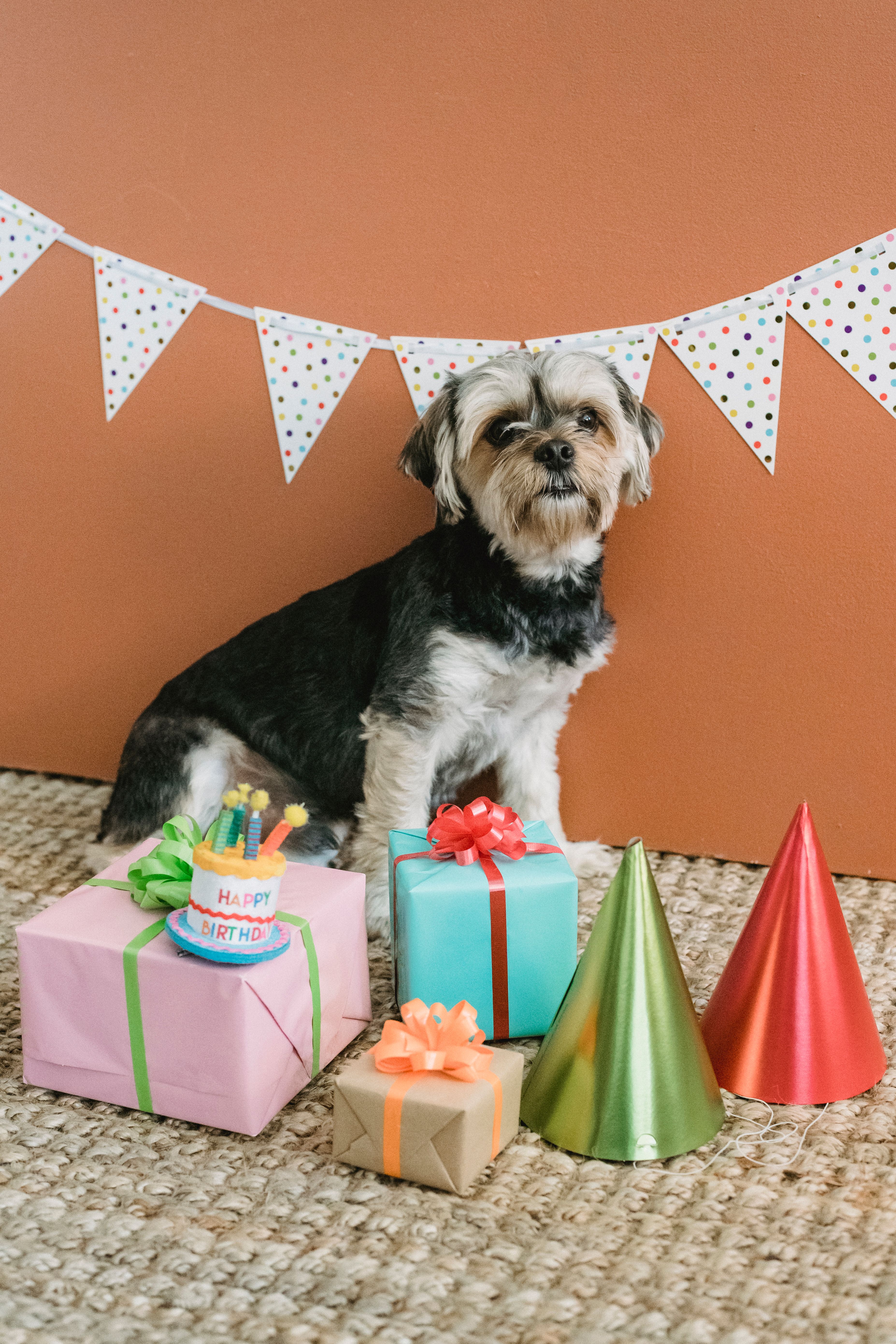 5 Reasons Your Dog Deserves a Shopping Spree at Waggin Warehouse