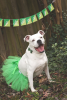 Green Christmas Dog Tutu Skirt (XXL)