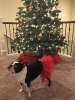 Red Christmas Dog Tutu Skirt (XXXL)