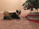Red and Green Christmas Dog Tutu Skirt (XS)