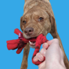 3-in-1 Enrichment Tube for Dogs - Tug Toy, Treat Dispenser & Snuffle Ball - Lavender