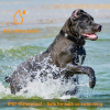 Dog Bark Collar IP67 Waterproof Rechargeable Dog