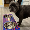 Phunky Donuts - Elevated Skateboard Dog Feeding Stand with 2 Bowls