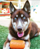 Can Toy eDispenser Durable Rubber Chew Toy & Treat Dispenser