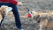 Heart on a String Dog Toy - Durable Rubber Tug Toy for Large Dogs