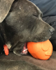Roasted Turkey Dog Chew Toy & Treat Dispenser