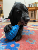 Unstoppables Chewers for SodaPup Rubber Treat Dispensers