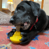 Unstoppables Chewers for SodaPup Rubber Treat Dispensers