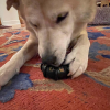 Tractor Tire Nylon Dog Chew Toy for Super Chewers  & FDA Compliant
