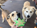 Colorado Maple Leaf Nylon Dog Chew Toy for Aggressive Chewers