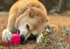 Surf's Up! Retro Van Dog Toy - Durable Chew Toy for Large Dogs