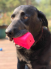 Surf's Up! Retro Van Dog Toy - Durable Chew Toy for Large Dogs