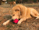 Surf's Up! Retro Van Dog Toy - Durable Chew Toy for Large Dogs