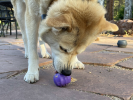 Cross Bones Chew Toy and Treat Pocket
