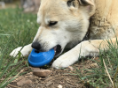 Flying Saucer Dog Toy - Durable UFO Chew Toy & Treat Dispenser