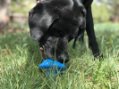Flying Saucer Dog Toy - Durable UFO Chew Toy & Treat Dispenser