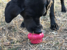 Cupcake eDispenser - Durable Rubber Chew Toy & Treat Dispenser