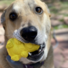 Honey Bear eDispenser - Durable Rubber Treat Dispenser for Dogs