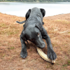 Flufflehorn Dental Antler - Indestructible Nylon Dog Chew Toy