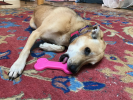 Bone eChew Ultra Durable Nylon Dog Chew Toy for Aggressive Chewers