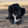 Ever Antler Nylon Chew Bone | Elk Antler Shaped Dog Toy for Aggressive Chewers