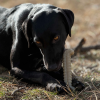 Tough Bone Nylon Chew Bone | Ultra-Durable Dog Toy for Aggressive Chewers