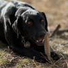 Tough Bone Nylon Chew Bone | Ultra-Durable Dog Toy for Aggressive Chewers