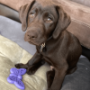 Butterfly Nylon Chew & Enrichment Toy | 2-in-1 for Aggressive Chewers
