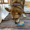 Air Nylon eCoin Lick Mat for Dogs - Durable Enrichment Toy