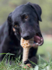 Honey Bone Dental Flower Tower - Indestructible Nylon Dog Chew Toy