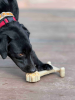 Honey Bone Dental Flower Tower - Indestructible Nylon Dog Chew Toy