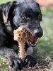 Honey Bone Dental Flower Tower - Indestructible Nylon Dog Chew Toy