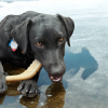 Hockey Stick Nylon Dog Chew Toy - Ultra-Durable for Aggressive Chewers