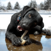 Hockey Stick Nylon Dog Chew Toy - Ultra-Durable for Aggressive Chewers