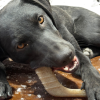 Hockey Stick Nylon Dog Chew Toy - Ultra-Durable for Aggressive Chewers