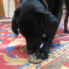 Peanut Nylon Dog Chew Toy | Ultra-Durable for Aggressive Chewers