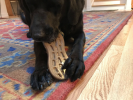 Peanut Nylon Dog Chew Toy | Ultra-Durable for Aggressive Chewers