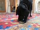 Peanut Nylon Dog Chew Toy | Ultra-Durable for Aggressive Chewers
