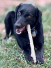 Durable Nylon Chew Stick for Power Chewers | Indestructible Dog Toy