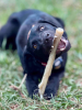Durable Nylon Chew Stick for Power Chewers | Indestructible Dog Toy