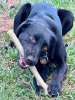 Durable Nylon Chew Stick for Power Chewers | Indestructible Dog Toy