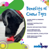 Starfish Nylon Dog Chew Toy for Aggressive Chewers