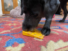 Swiss Cheese Wedge Nylon Dog Chew Toy for Aggressive Chewers
