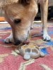 Turtle Nylon Chew Toy - Ultra-Durable Enrichment Toy
