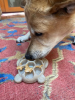 Turtle Nylon Chew Toy - Ultra-Durable Enrichment Toy