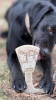 Waffle Tower Nylon Chew & Enrichment Toy | 2-in-1 for Aggressive Chewers