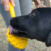 eStick Hand-Held Dog Enrichment Toy - Interactive Lick Stick