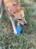 Petz Yak Chew Holder - Durable Rubber Holder for Yak Chews & Bully Sticks
